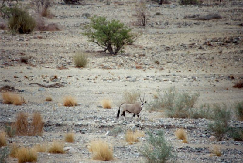 Orix - Antilope am Comatum - Fluss